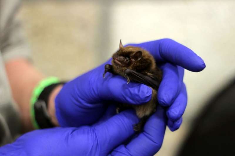 Genomic surveillance helps prepare for rabies outbreaks in bats