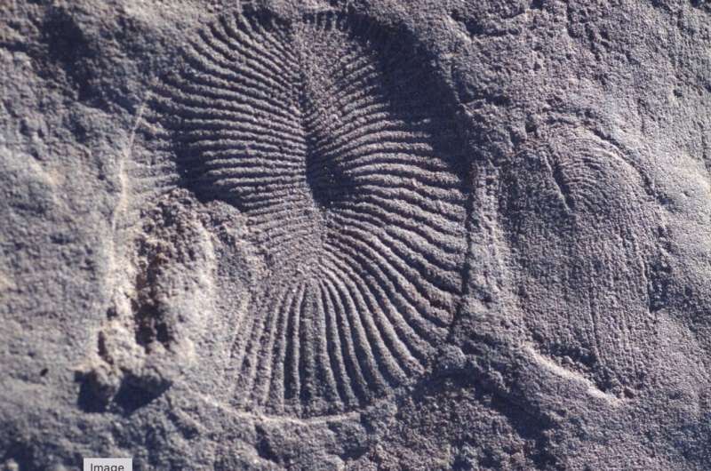 Geobiologists shed light on Earth's first known mass extinction, 550 million years ago