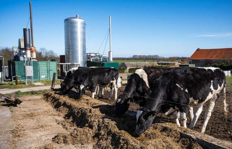 Germany hopes cow manure can contribute to efforts to cut the country's dependence on Russian gas