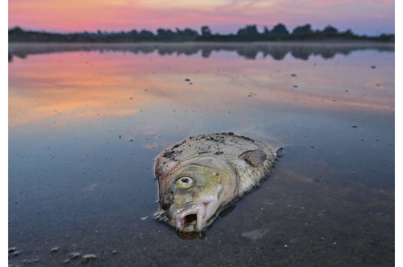 Germany: No single cause for massive Oder River fish die-off