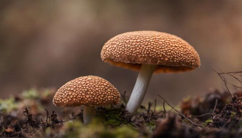 Get out and go fungal: Why it's a bumper time to spot our native fungi
