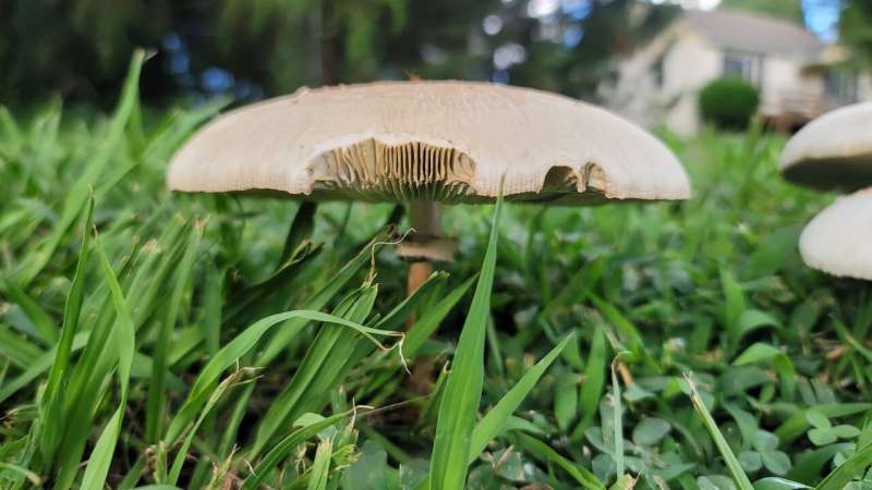 Get out and go fungal: why it's a bumper time to spot our native fungi