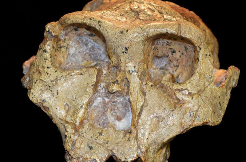 Getting the fossil record right on human evolution