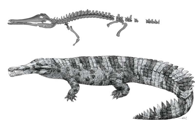 Gharial living in China during Bronze Age helps to clarify history of crocodilians