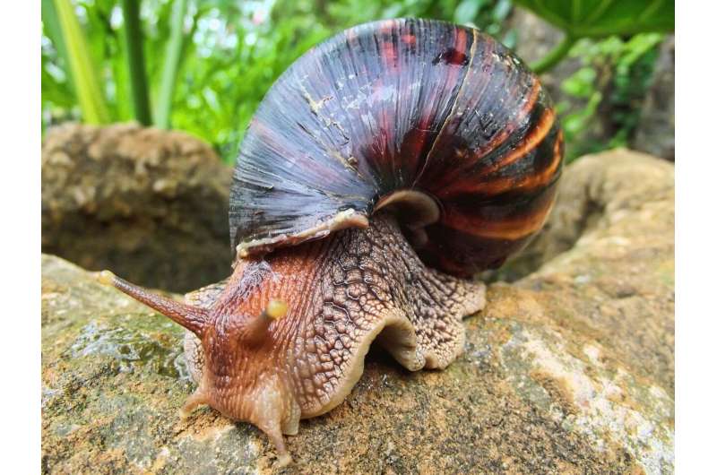 giant African land snails