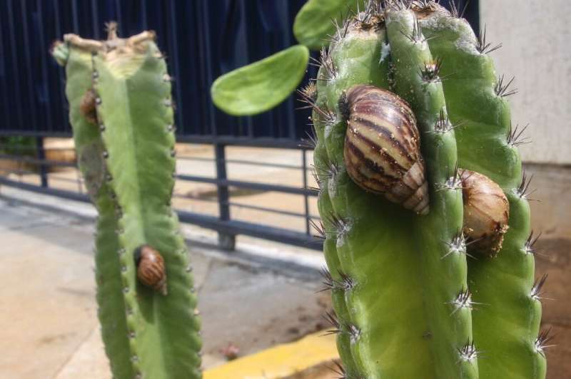Caracoles africanos gigantes se arrastran sobre una planta en un jardín en Maracaibo, Venezuela