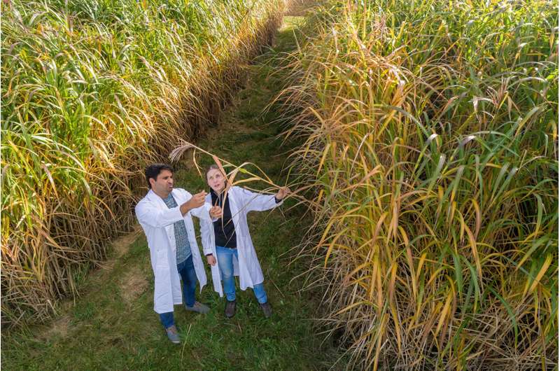 Giant grass miscanthus is a bioethanol source with negative CO2 balance