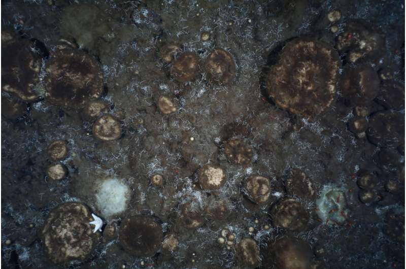 Giant sponge gardens discovered on seamounts in the Arctic deep sea