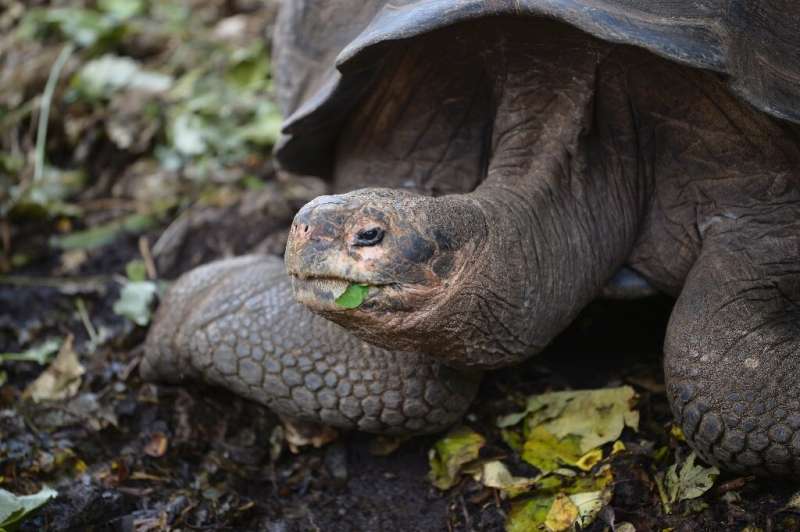 Giant tortoises, like this one at a breeding centre on Santa Cruz Island, are found only on two remote groups of tropical island