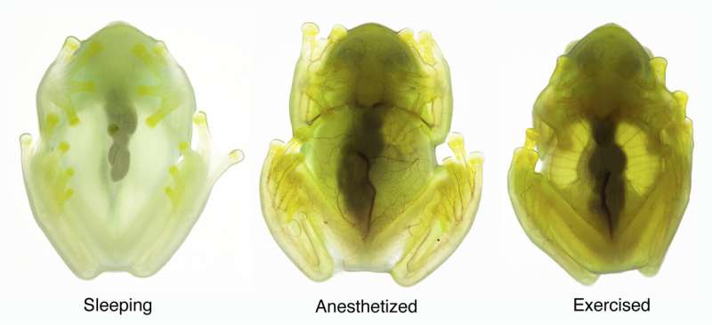 Glass action: Scientists reveal secrets behind frog transparency