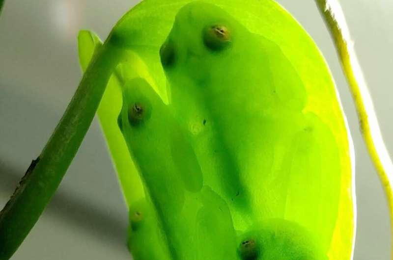 Glassfrogs achieve transparency by packing red blood cells into mirror-coated liver