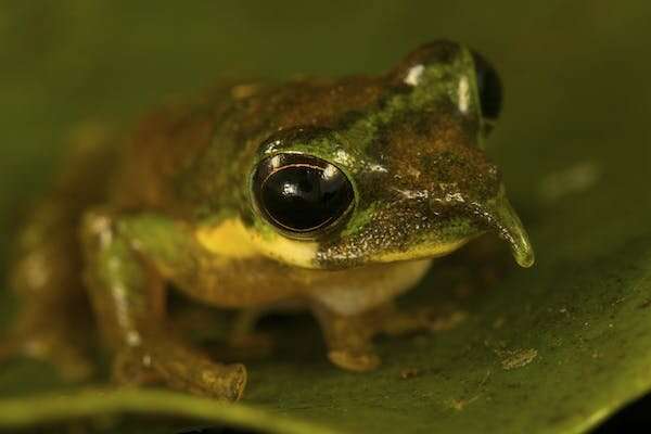 Why Melanesia is the world’s tropical island frog hotspot