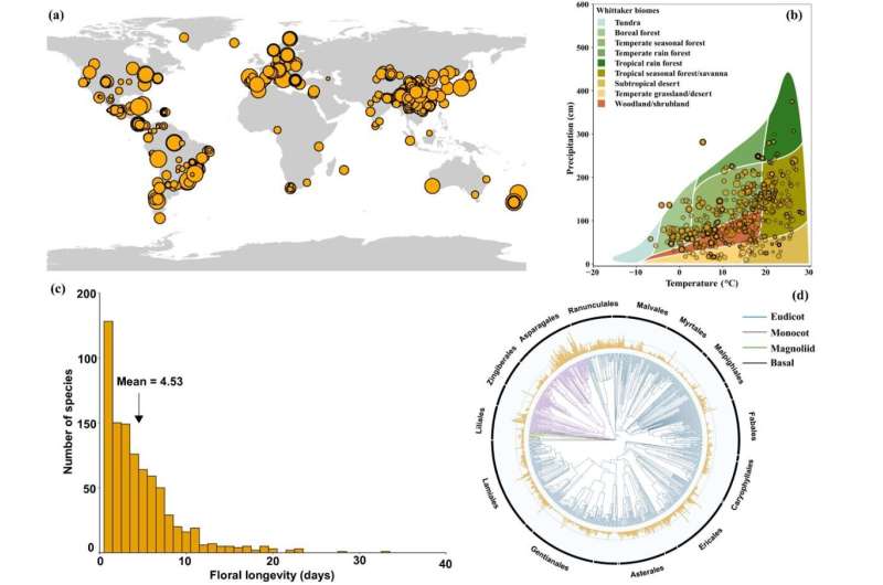 Global biogeographical patterns and correlates of floral longevity