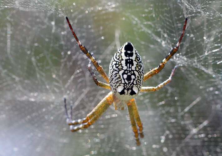 Global database of spider silk to aid development of biomaterials