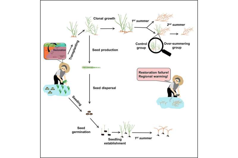 Global warming causes northward shift in southern limit of seagrass Zostera marina