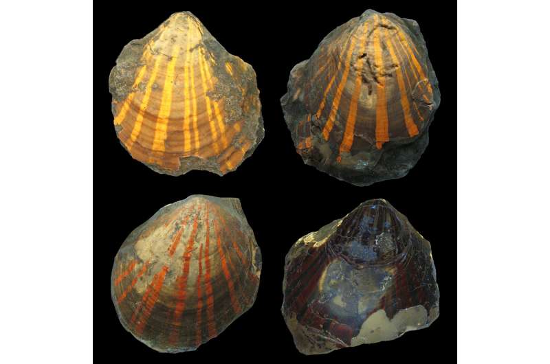 Glowing fossils: fluorescence reveals colour patterns of earliest scallops