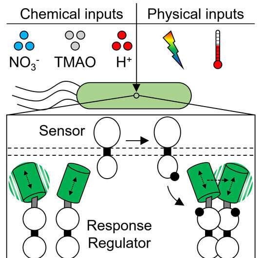 Glowing tags reveal split-second activity of pathogenic circuitry