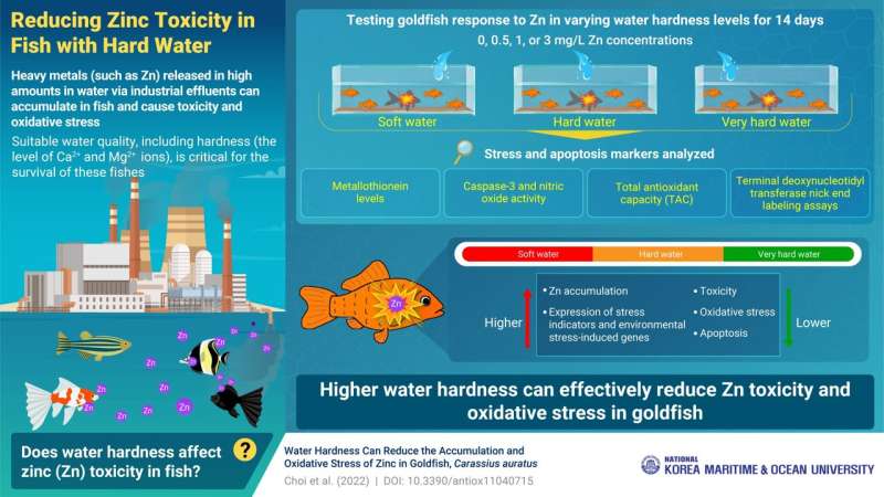 Go hard or go home: Scientists show reduced heavy metal toxicity in goldfish using hard water