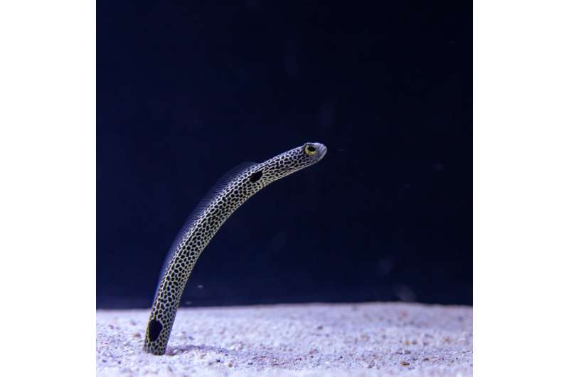 Going against the flow: Scientists reveal garden eels’ unique way of feeding