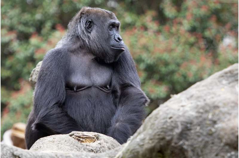 Gorillas invent new call to communicate with human handlers at zoo