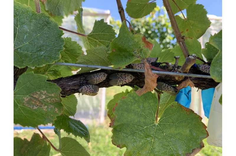 Grapevines may only need help to survive heavy spotted lanternfly infestations