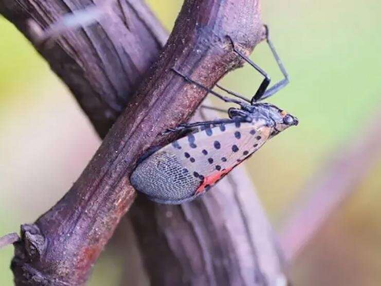 Grapevines may only need help to survive heavy spotted lanternfly infestations
