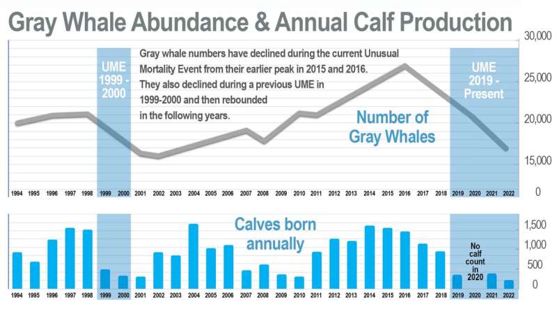 Численность серых китов продолжает снижаться;  NOAA продолжит мониторинг рыболовства