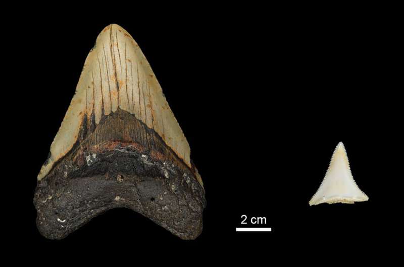 Great white sharks may have contributed to megalodon extinction