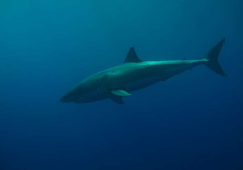 Great white sharks occasionally hunt in pairs — studying the social behavior of these mysterious predators