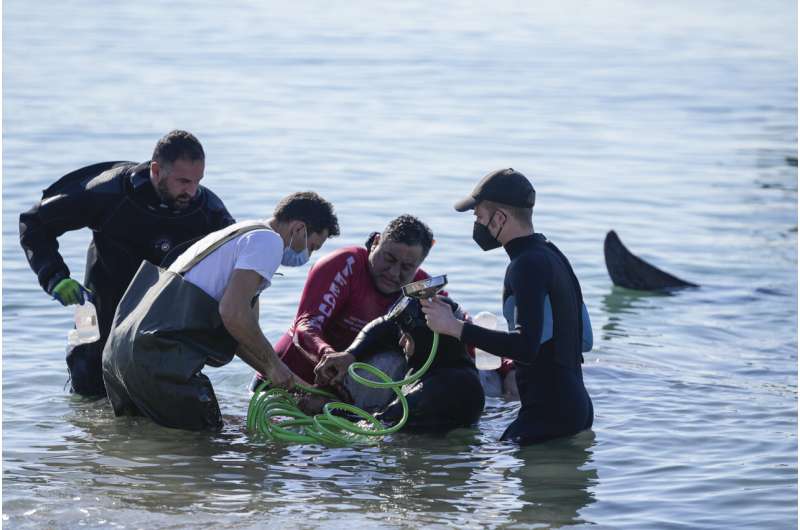 Greece: Rescue operation to help stranded young whale