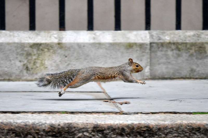 Grey squirrels have hit numbers of native red species