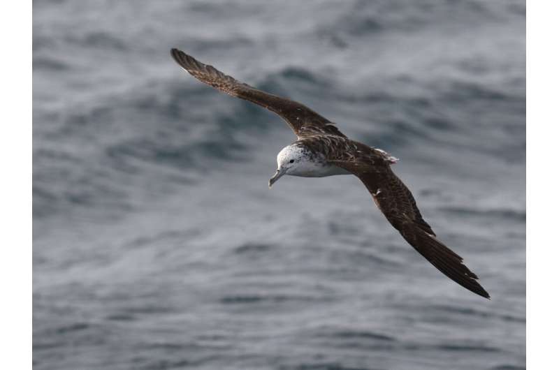 Ground-breaking research finds pelagic seabirds fly into the eye of the storm when faced with extreme weather conditions