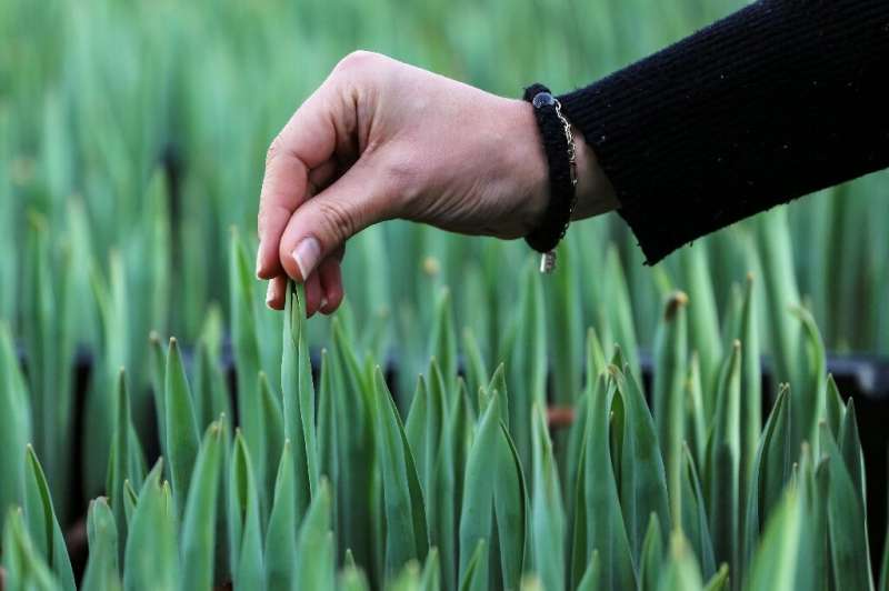 La cultivadora Danielle Koning dice que el esquema de tulipanes y bitcoin es una 'situación en la que todos ganan'