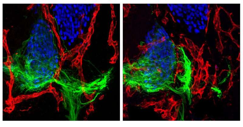 Growing motor neurons guided by “love-hate relationship” with blood vessels