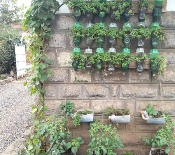 Growing plants on buildings can reduce heat and produce healthy food in African cities