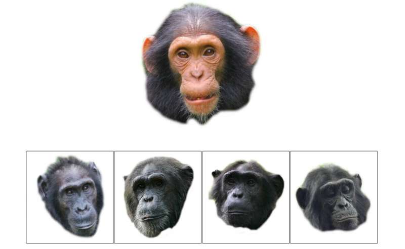 Guess Who? Chimpanzee faces reveal family relationships