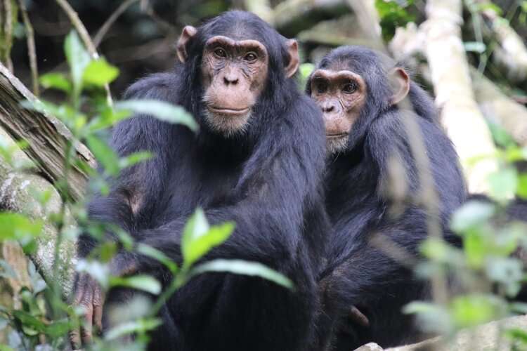 Guess who? Chimpanzee faces reveal family relationships