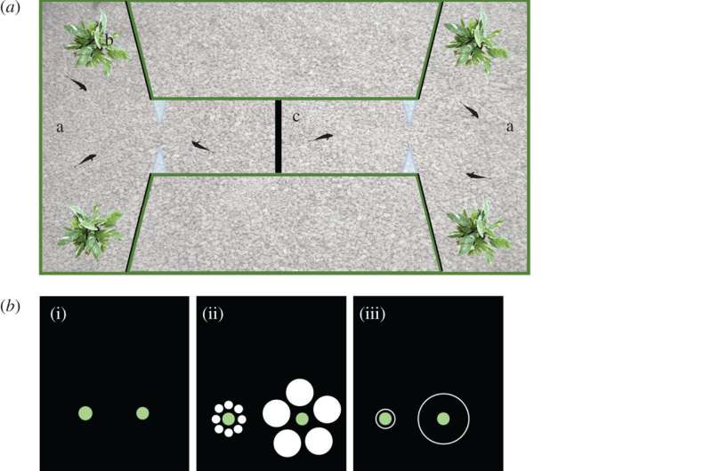 Guppies found to be susceptible to optical illusions