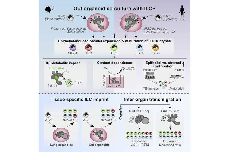 Gut and lung organoids open the door to innate immune cell therapies