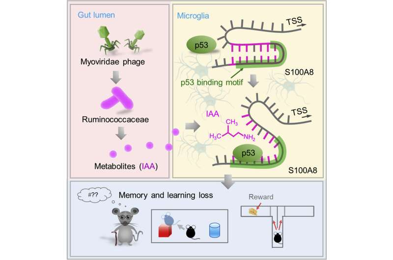 Gut bacterial metabolite promotes neural cell death leading to cognitive decline