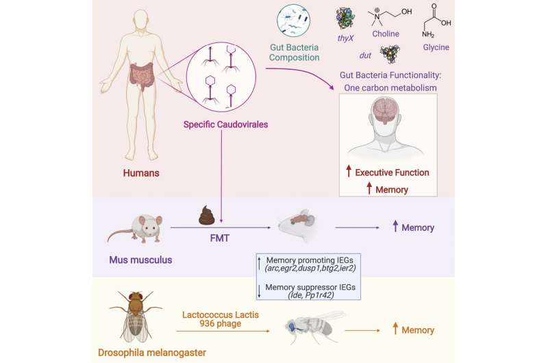Gut bacteriophages associated with improved executive function and memory in flies, mice and humans