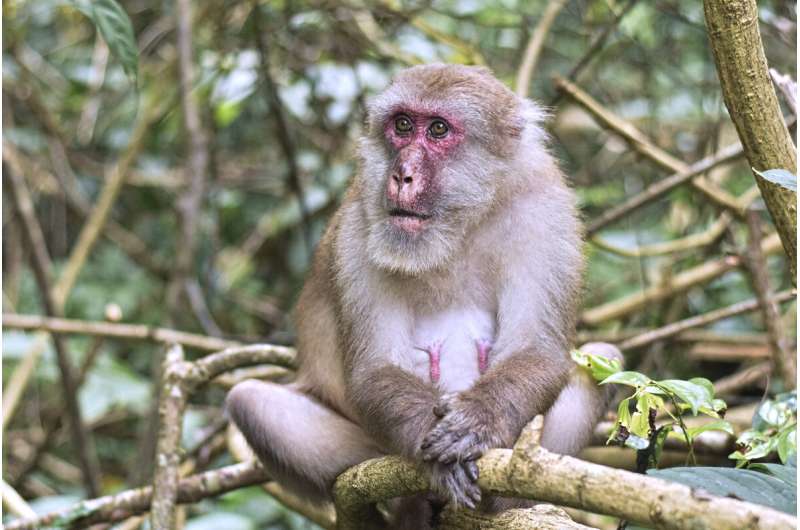 Gut microbiota of wild Assamese macaques become more unique with age
