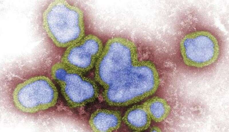 H3N8 , avian flu , avian influenza