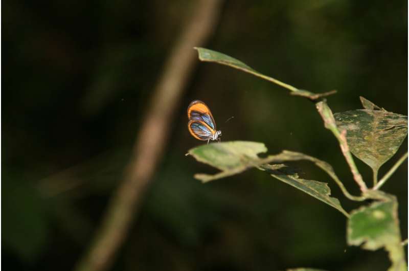 Habitat shifts affect brain structure in Amazonian butterflies