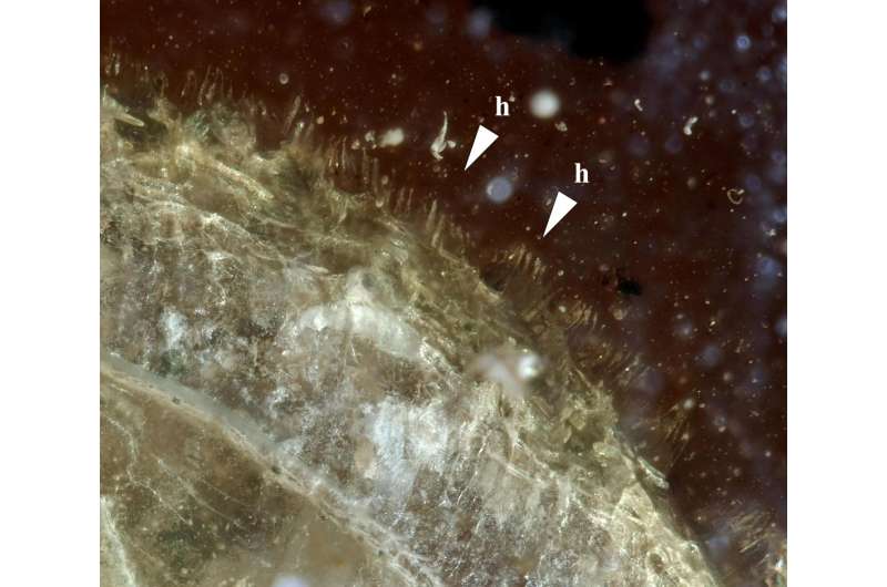 Hairy snail discovered in 99-million-year-old amber