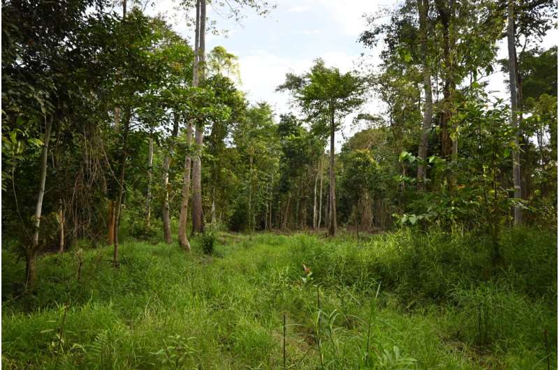 La mitad de los árboles tropicales replantados no sobreviven, según un nuevo estudio