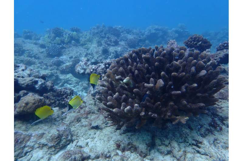 Half of the world's coral reefs may face unsuitable conditions by 2035