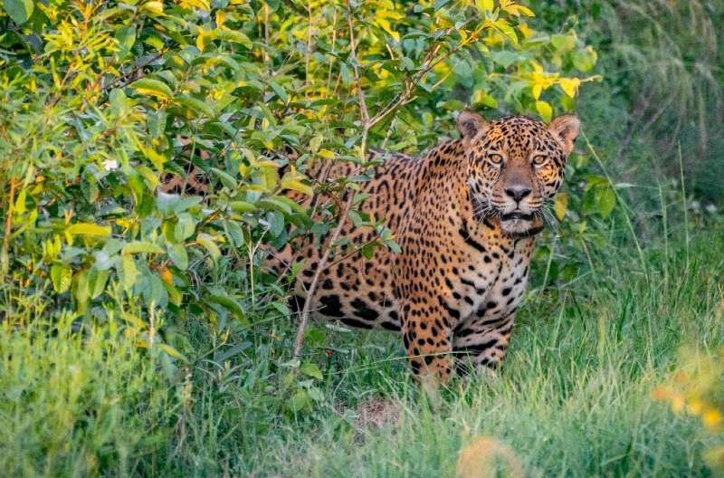 Handout picture released by Rewilding Argentina Foundation showing a five-year-old jaguar named Jatobazinhoafter he was released