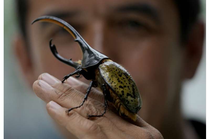 Hard-working Colombian beetles clean garbage, retire as pets