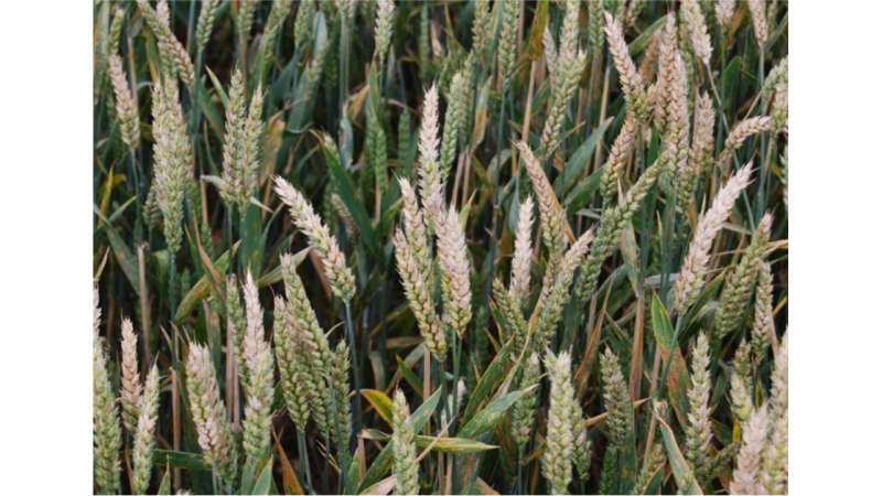 Harmful fungal toxins in wheat: a growing threat